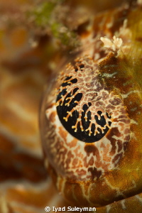Eye of crocodilefish by Iyad Suleyman 